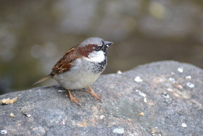 Robin Bird