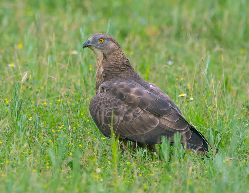 Осоед Pernis apivorus