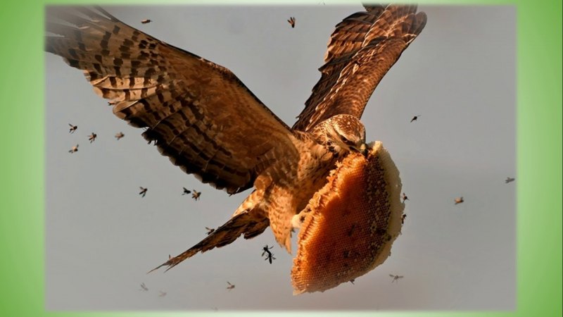 Обыкновенный осоед Pernis apivorus
