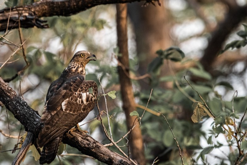 Осоед обыкновенный Pernis apivorus (Linnaeus, 1758)