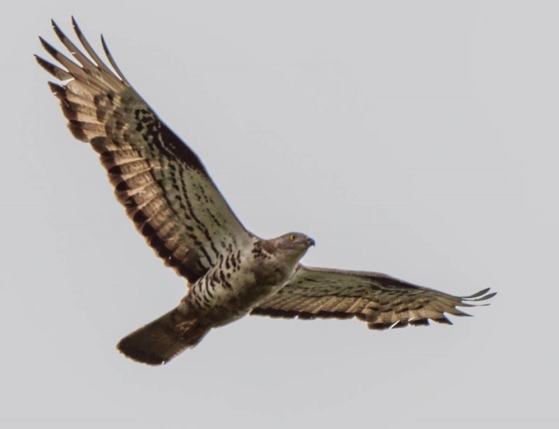 Осоед хохлатый (Pernis ptilorhynchus)