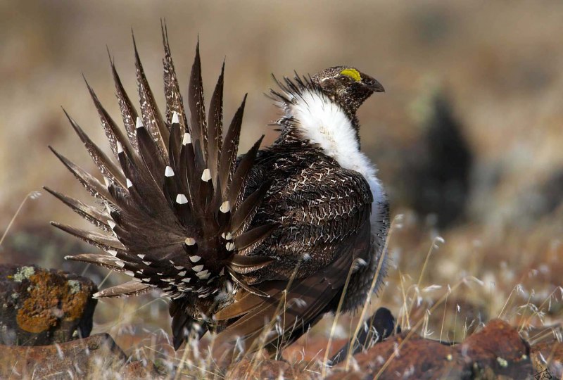 Тетерев шалфейный (Centrocercus urophasianus)