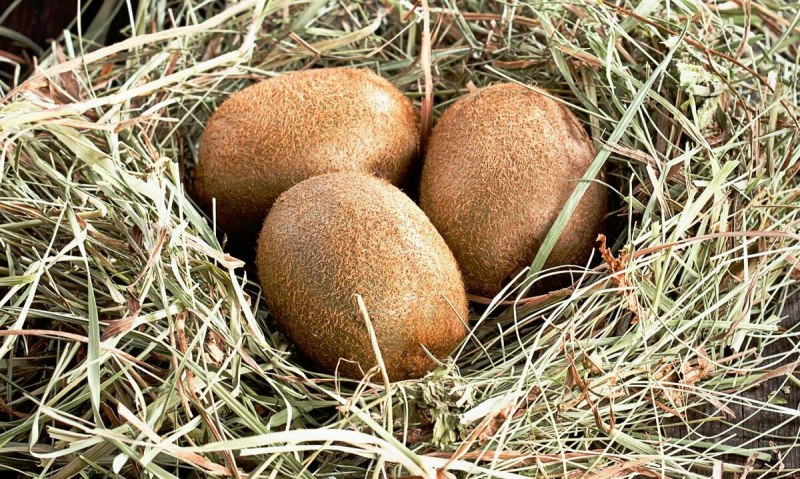 Киви и яйцо киви