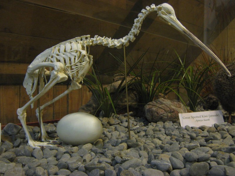 Apteryx haastii