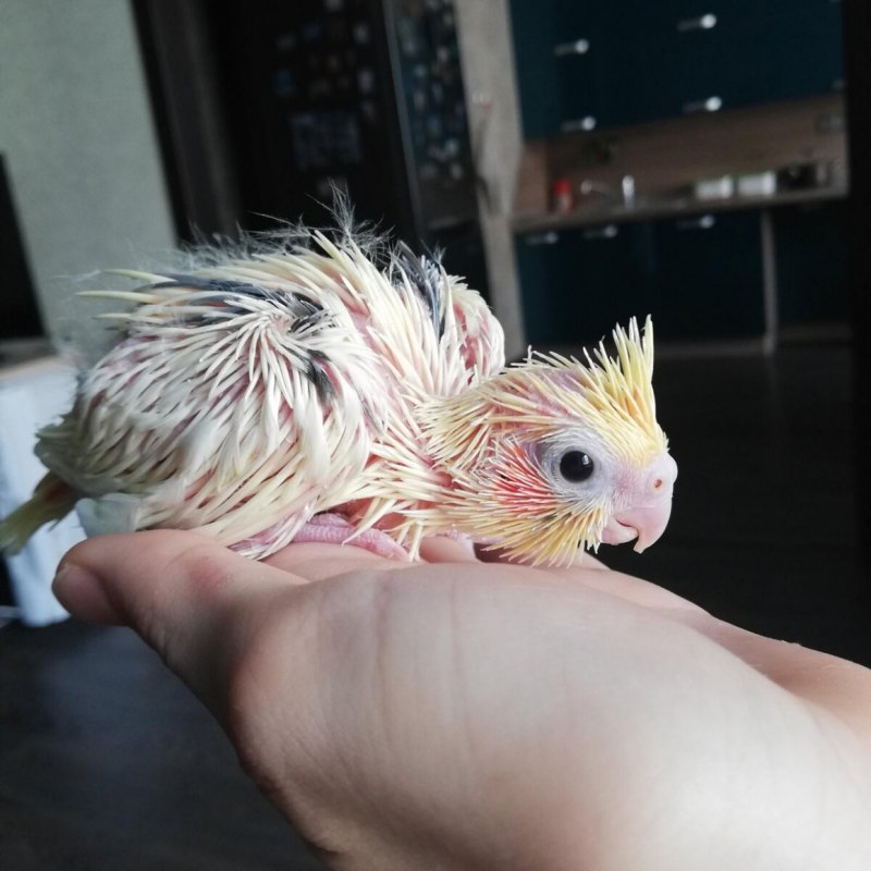 Корелла птенец