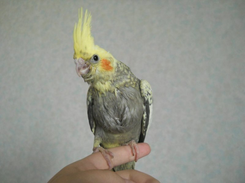 Корелла выдёргивает перья