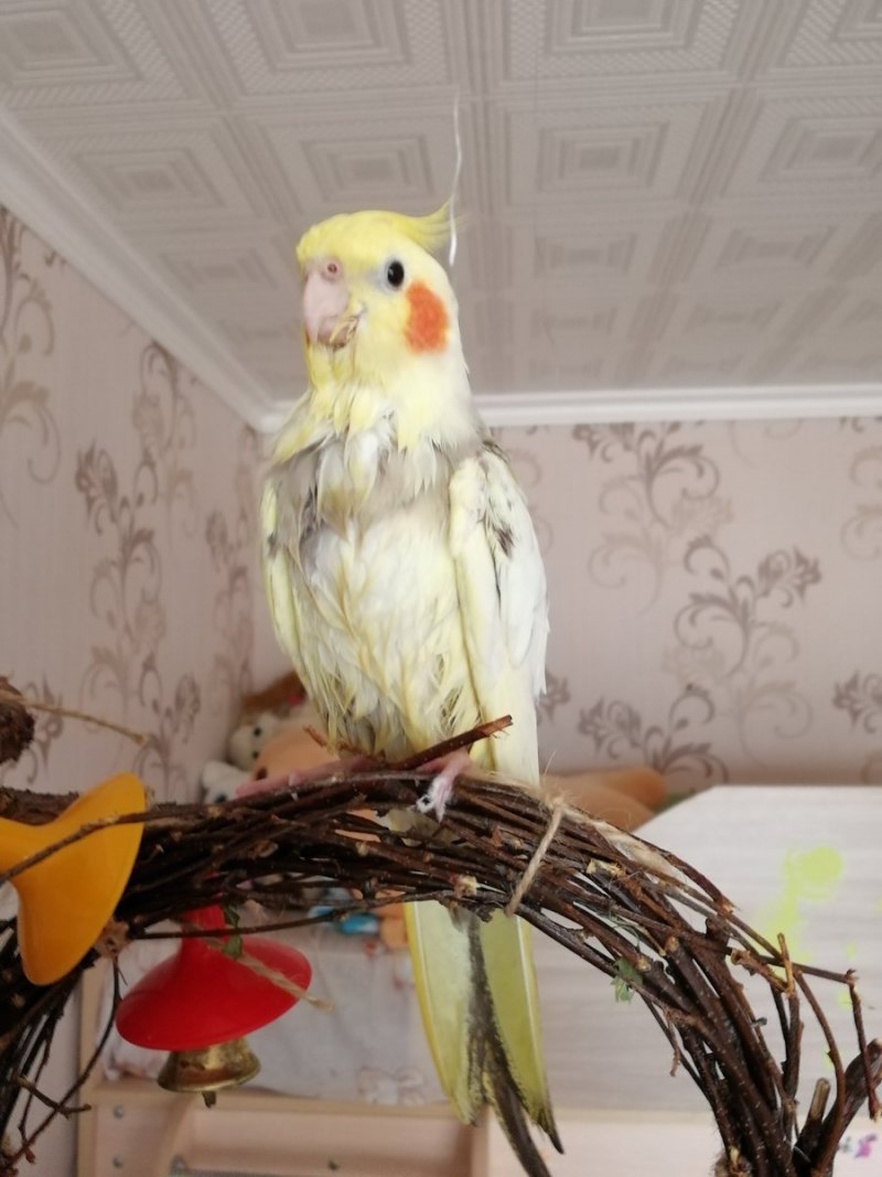Корелла Милана