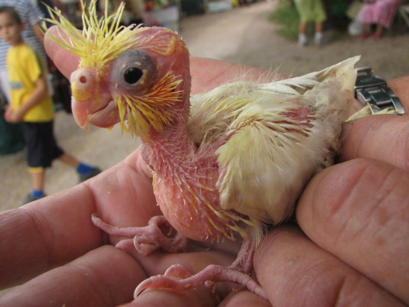 Корелла линяет