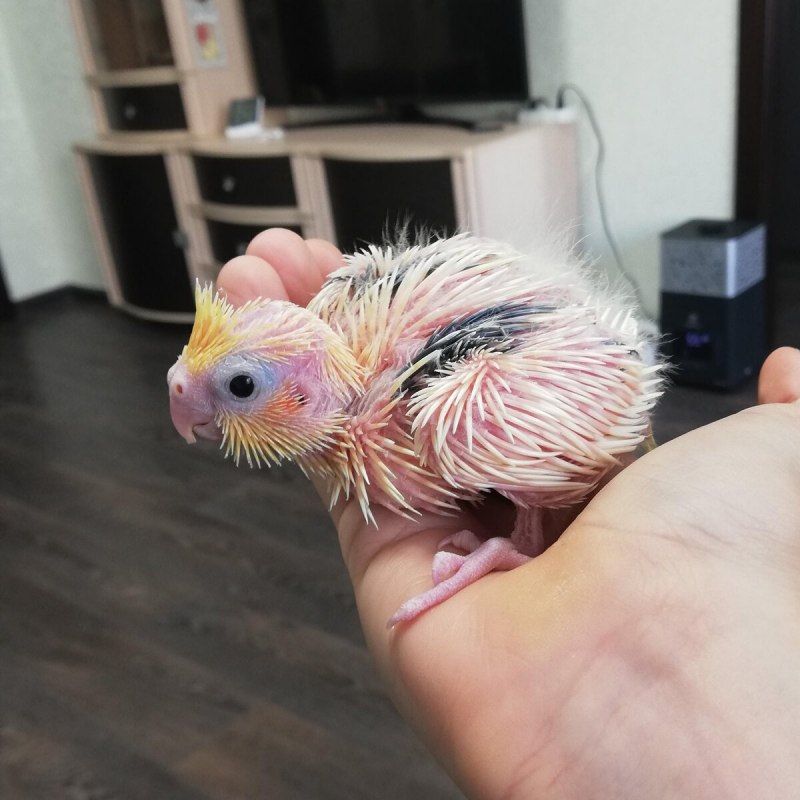 Попугаи порода Cockatiel неон
