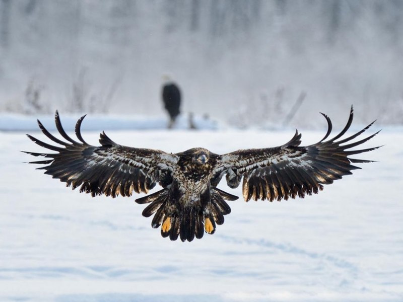 Aigle Royal Grandeur