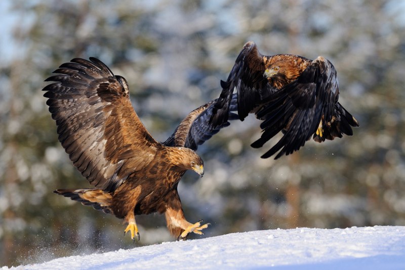 Беркут Aquila chrysaetos