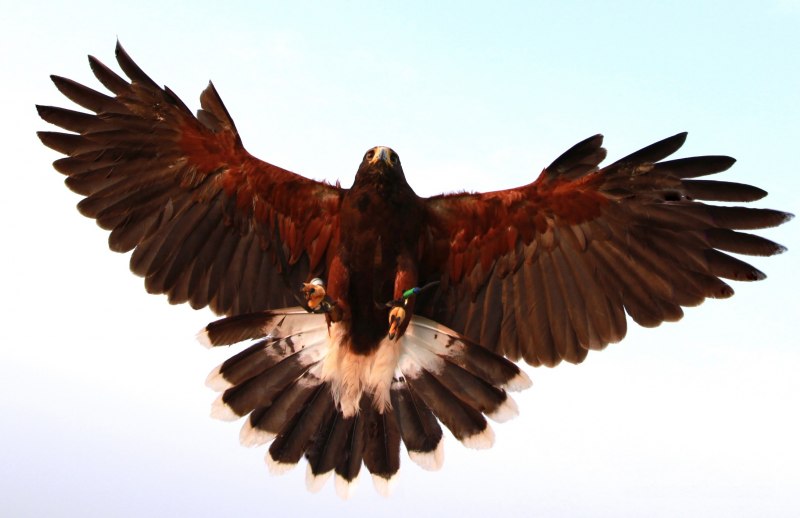 Chaco Eagle