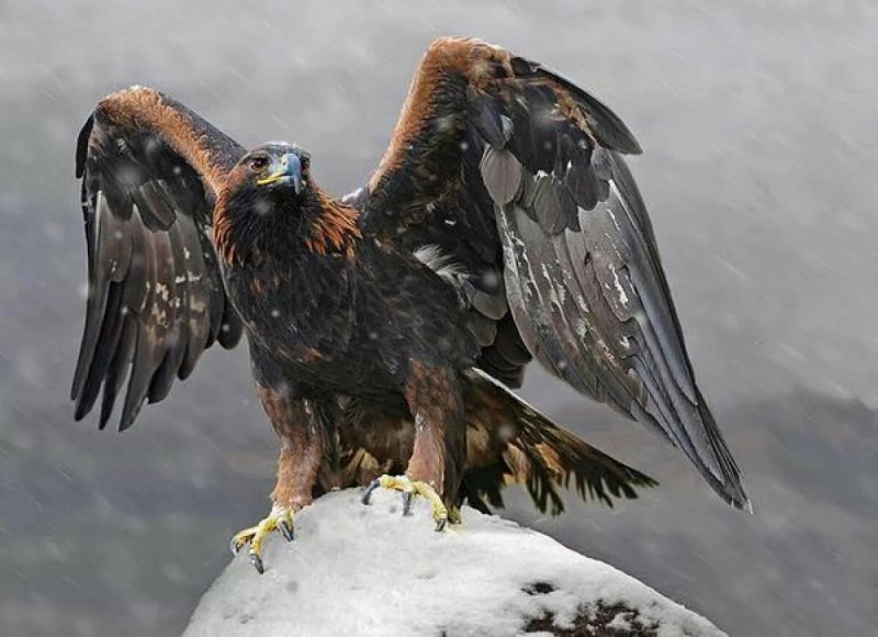 Беркут Aquila chrysaetos (Linnaeus, 1758)