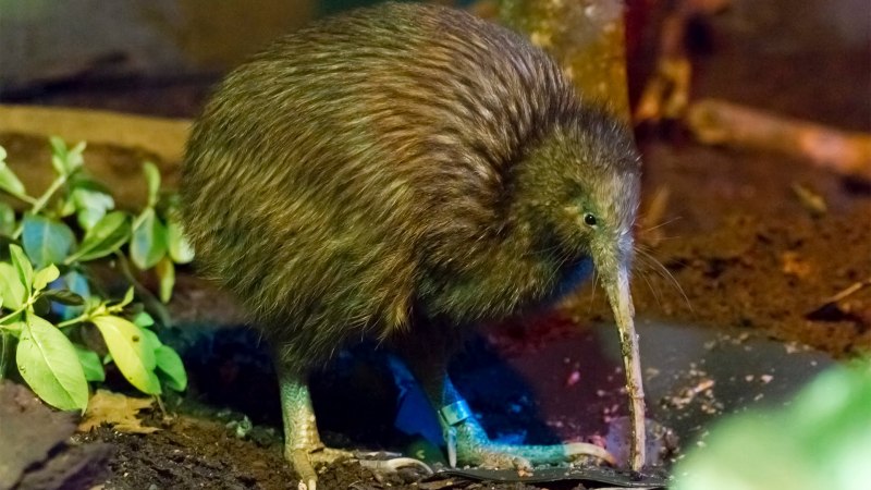 Apteryx haastii