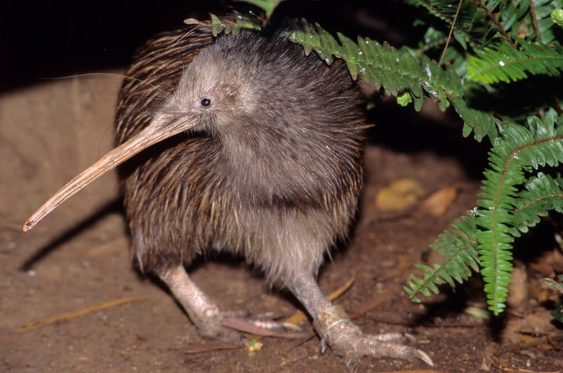 Apteryx Rowi