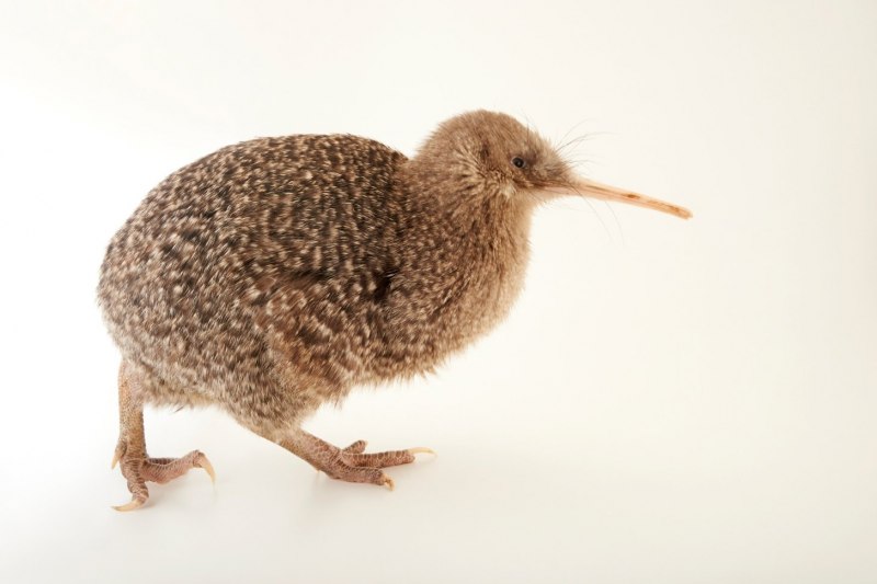 Apteryx owenii