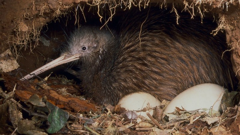 Обыкновенный киви (Apteryx Australis)
