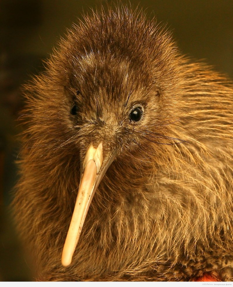 Apteryx haastii