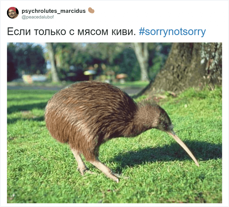 Киви птица взрослая
