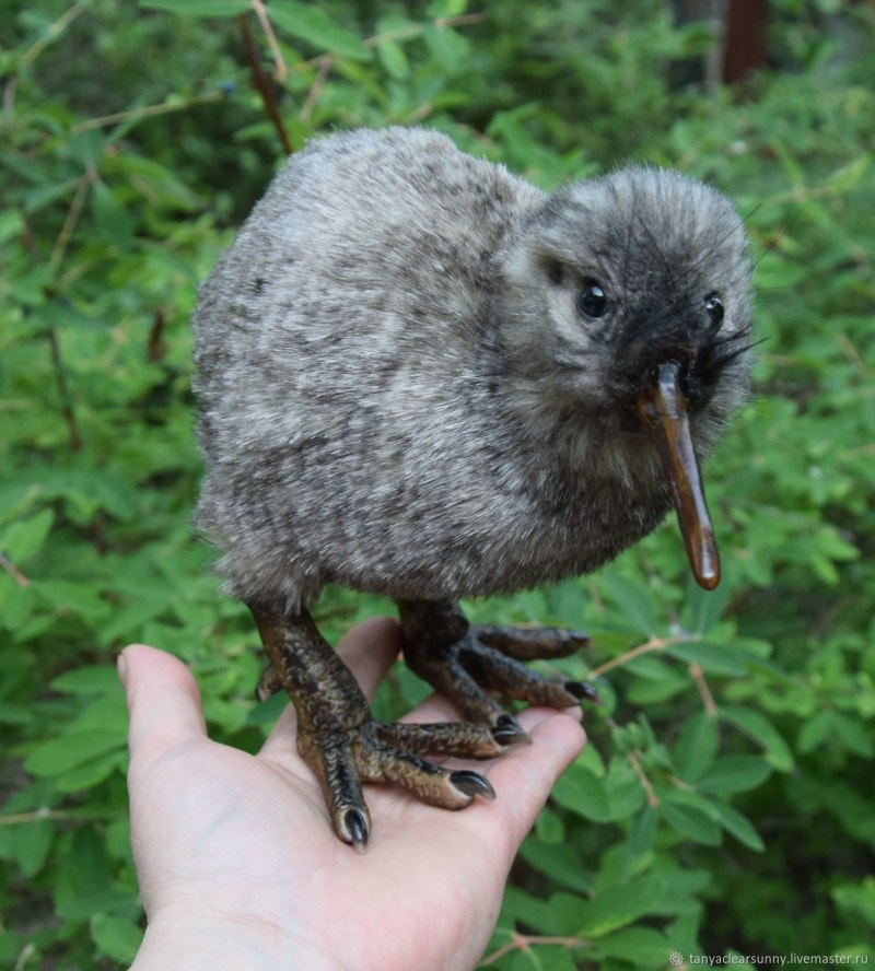 Лапы киви