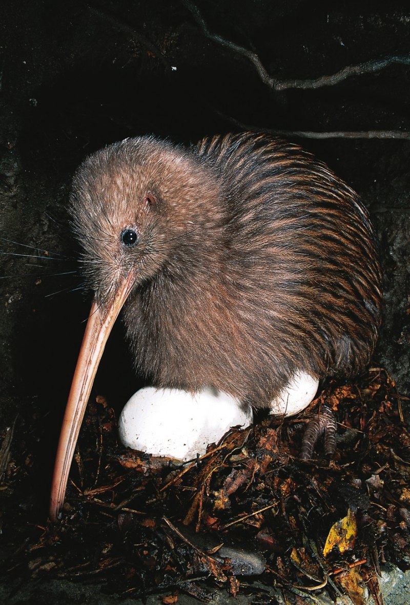 Apteryx haastii