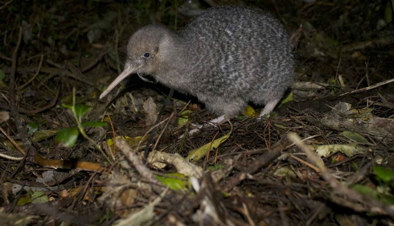 Apteryx owenii