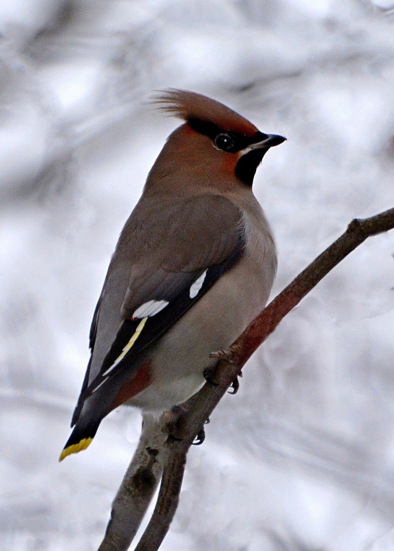 Свиристель обыкновенный (Bombycilla garrulus)