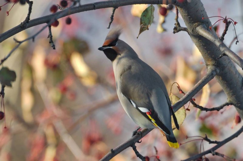 Свиристель (Bombycilla garrulus)