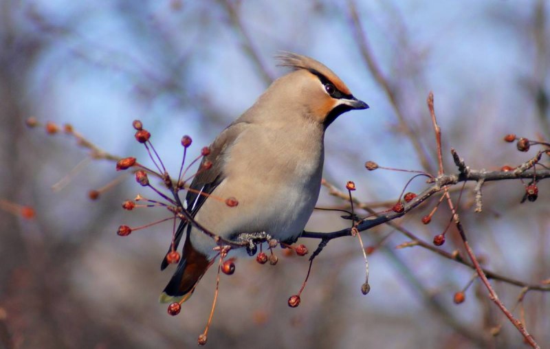 Bombycilla garrulus