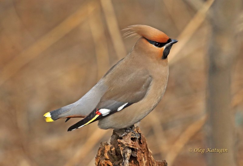 Свиристель (Bombycilla garrulus)