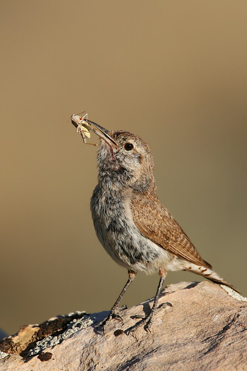 Американский бекасовидный веретенник (Limnodromus scolopaceus
