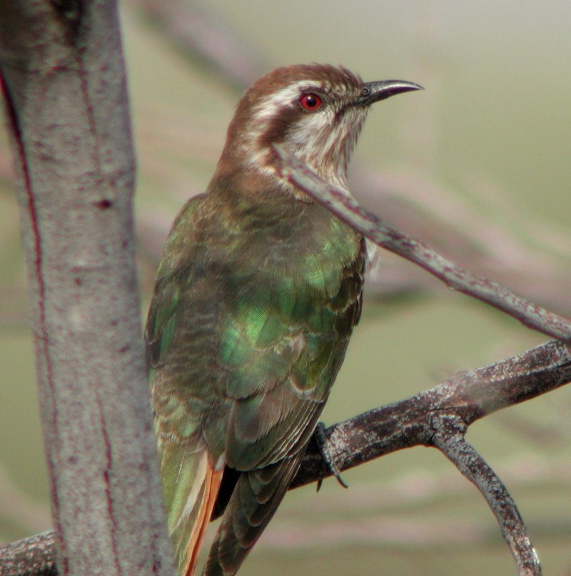 Belonochilus Numenius