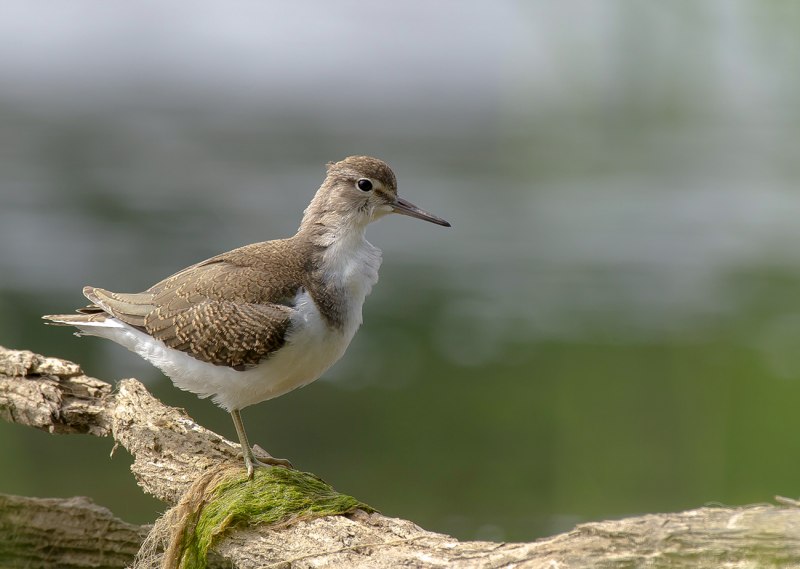 Замок turdus