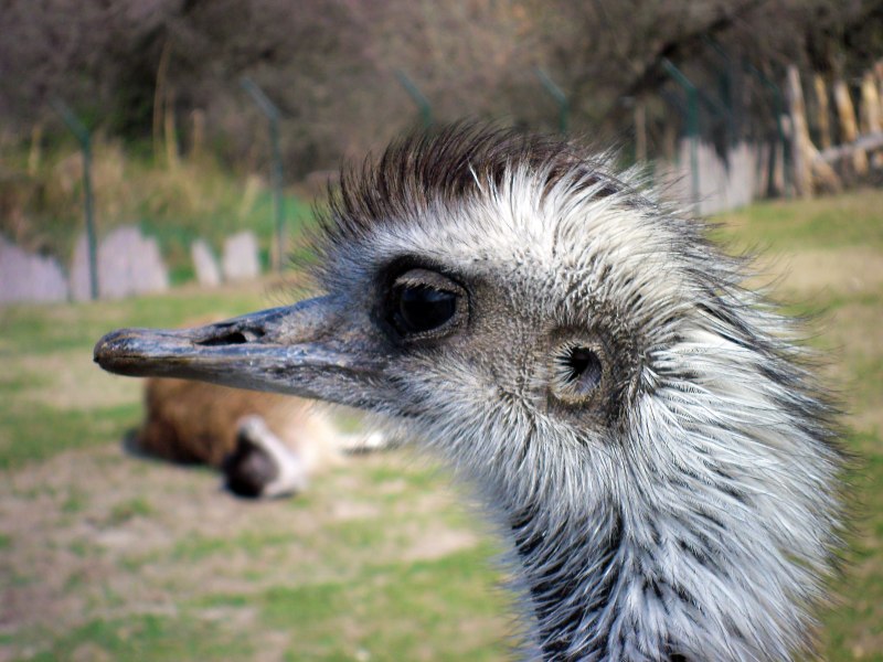 Rufus Humminbird
