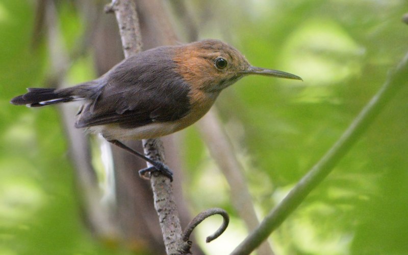 Chrysococcyx maculatus
