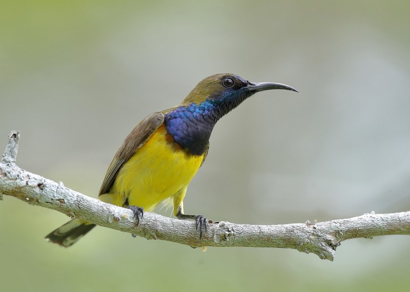 Neodrepanis Coruscans
