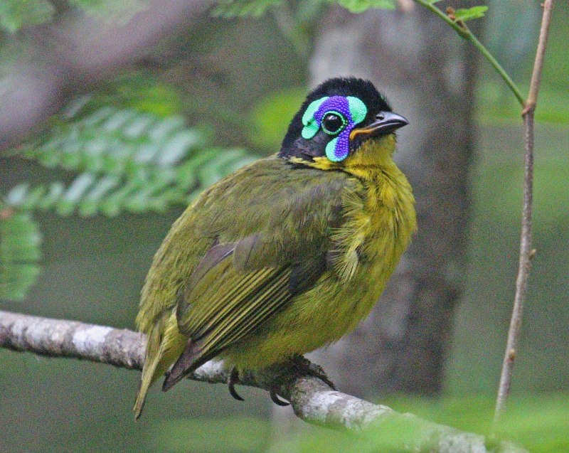 Bird standing with beak
