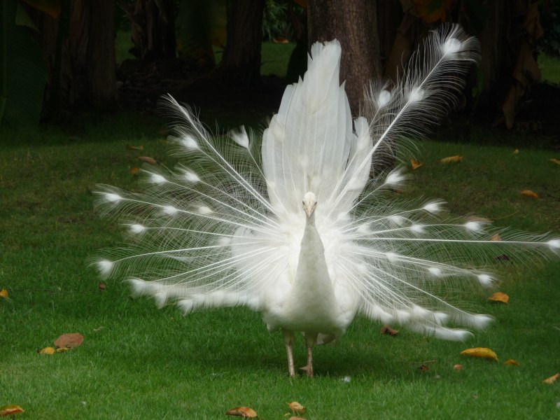 Qu - Peafowl's Plume Gray Raven