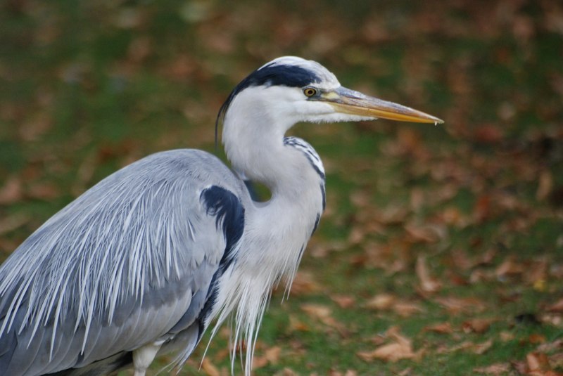 Ardea herodias