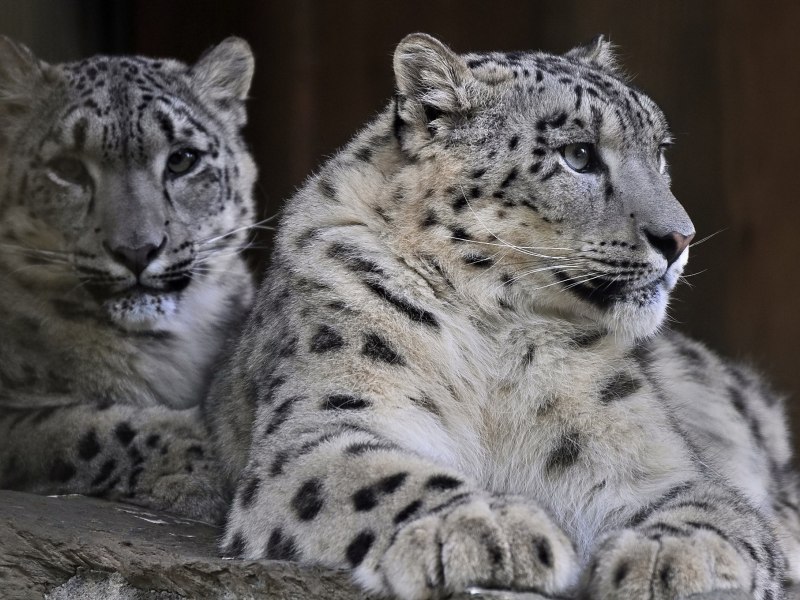 Котенок Амурского снежного леопарда