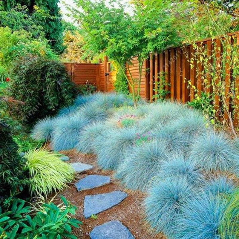 Овсяница сизая (Festuca glauca)