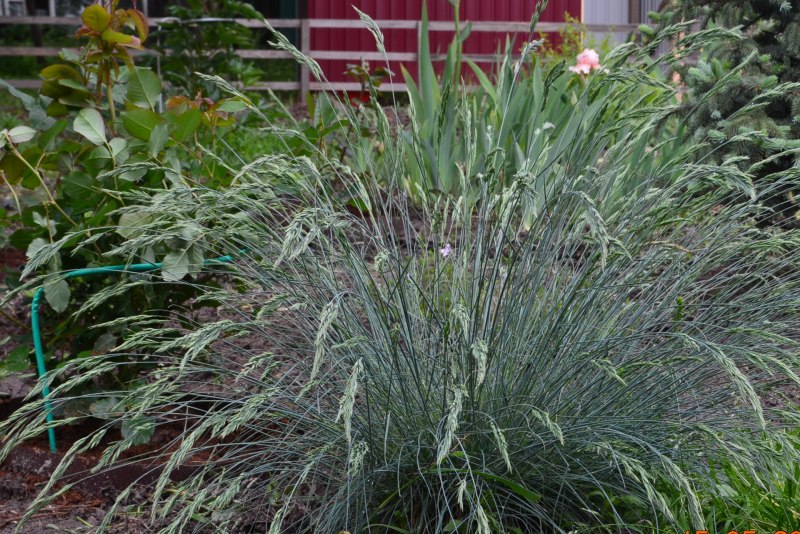 Овсяница сизая (Festuca glauca)