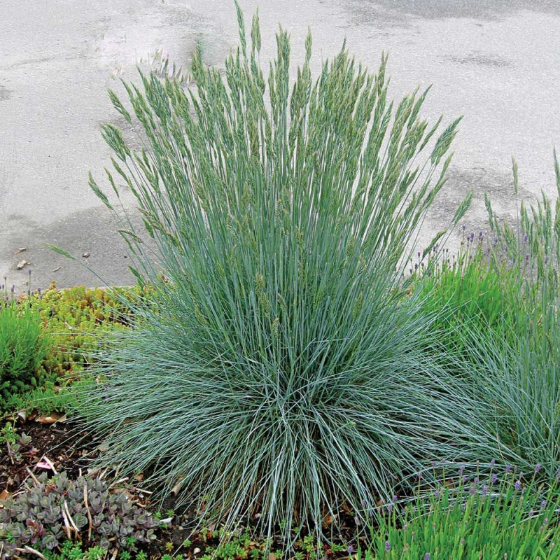 Овсяница голубая - Festuca cinerea