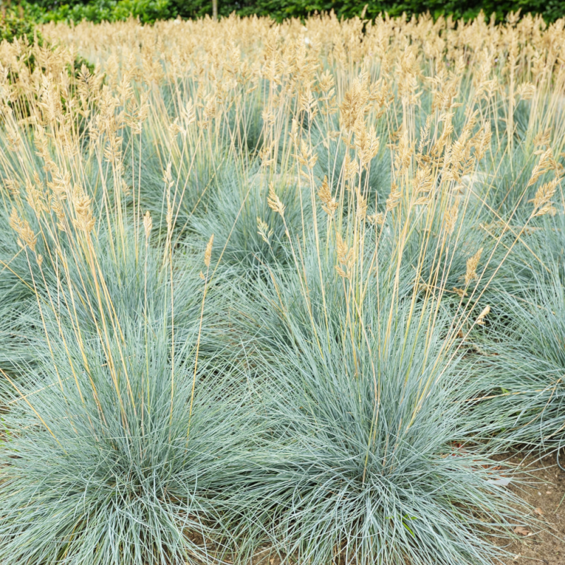 Овсяница сизая (Festuca glauca)