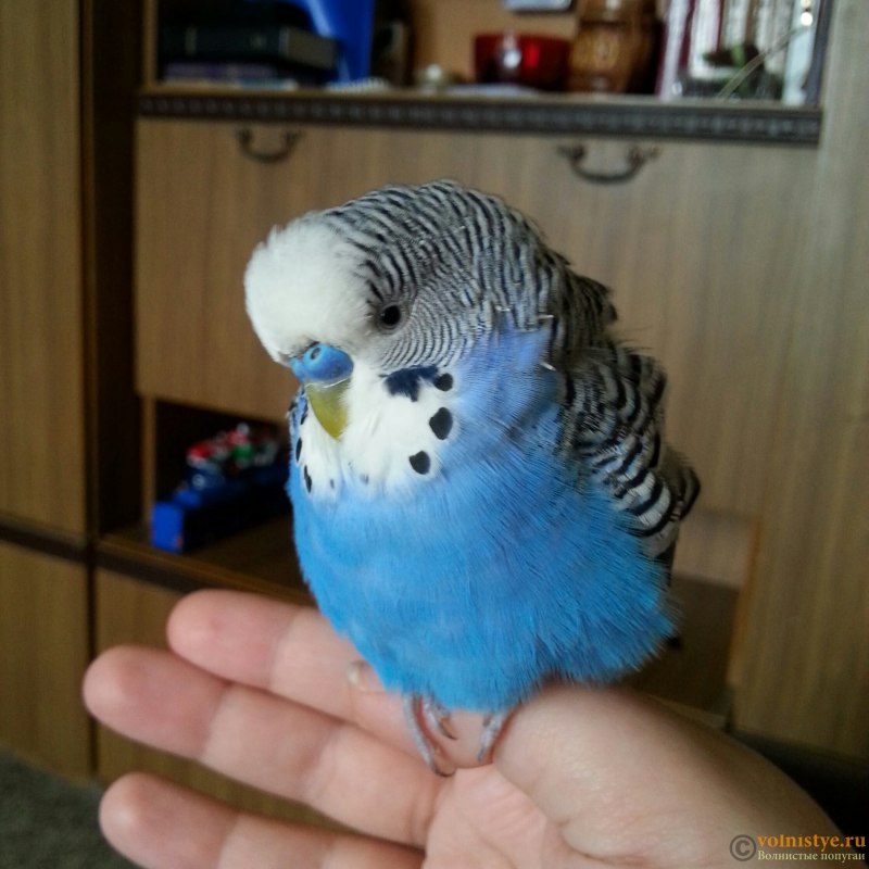Корелла лысеет