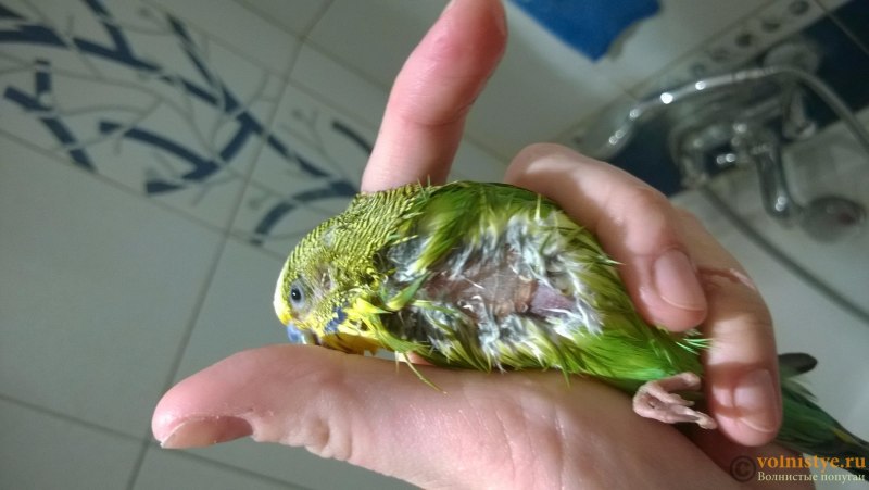 Воспаление зоба у волнистых попугаев