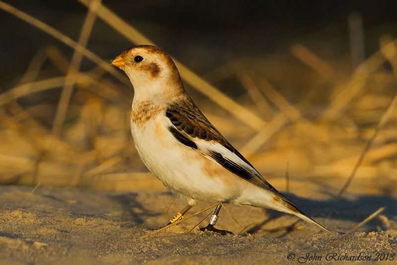 277. Пуночка обыкновенная (Plectrophenax nivalis)