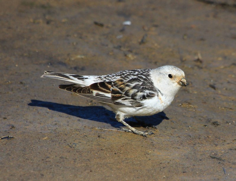 Plectrophenax nivalis
