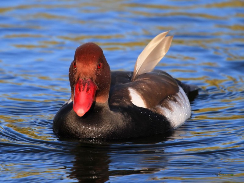 Aythya collaris