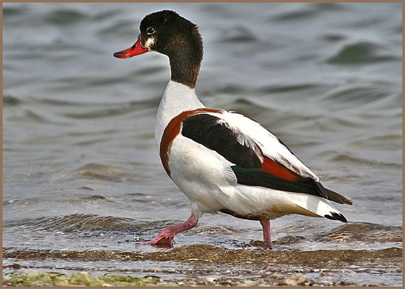 Cairina moschata